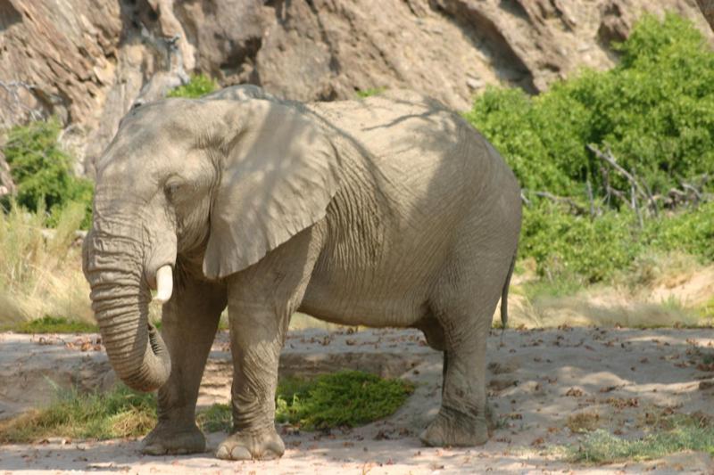 Fort Sesfontein Lodge & Safaris Buitenkant foto